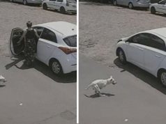 Surovo izbačen pas invalid