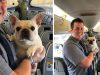 Stjuardese spasle psa