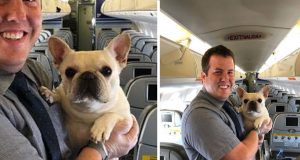 Stjuardese spasle psa