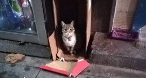 Mačka izgubila dom posle smrti vlasnice