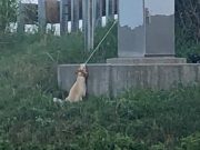 Pas obešen kraj puta