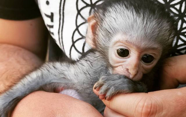 beba majmun siroče