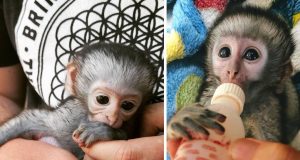 beba majmun siroče