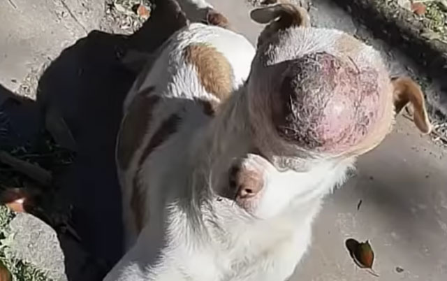 pas sa velikim tumorom na glavi