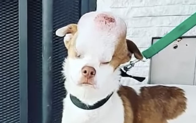 pas sa velikim tumorom na glavi
