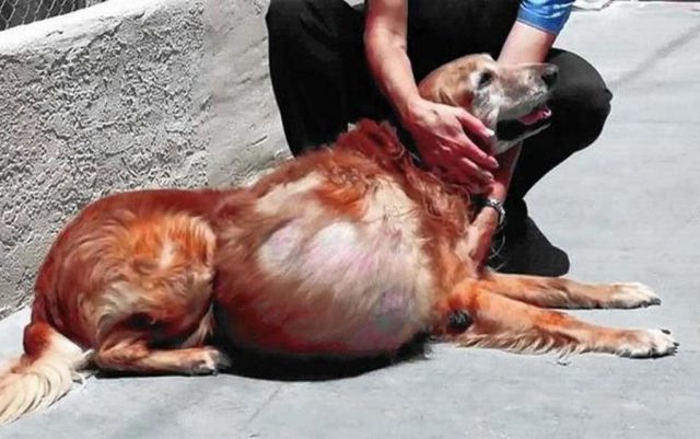 Pas sa velikim tumorom