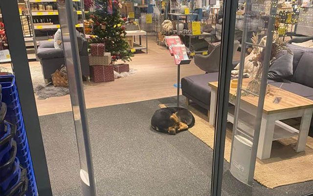 Pas spava u prodavnici