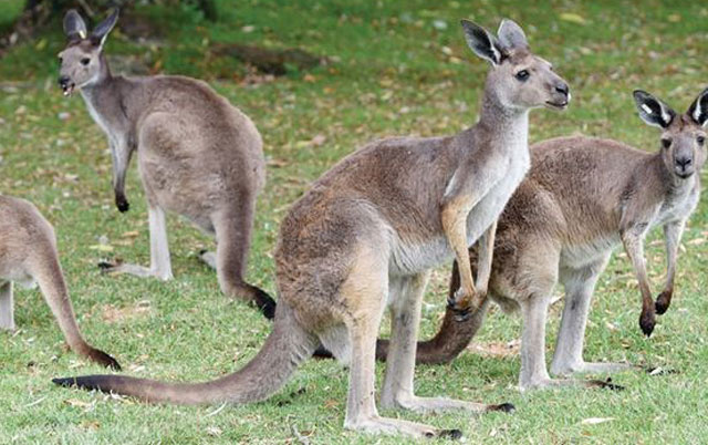 Ispekli kengure na ražnju