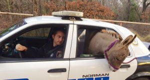policajac vozi magarca