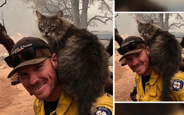 Prijateljstvo vatrogasca i mačke