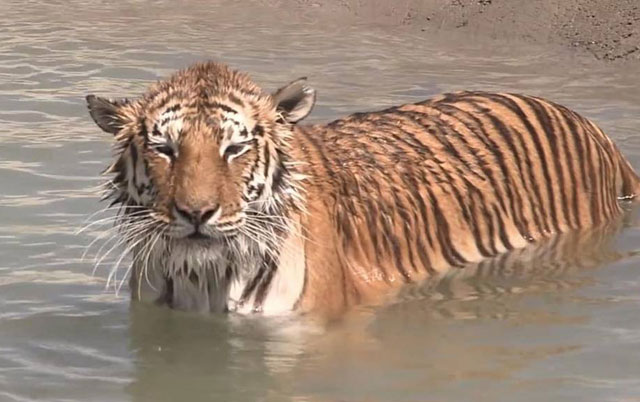 tigrovi se kupaju 