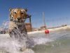 tigrovi se kupaju