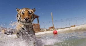 tigrovi se kupaju