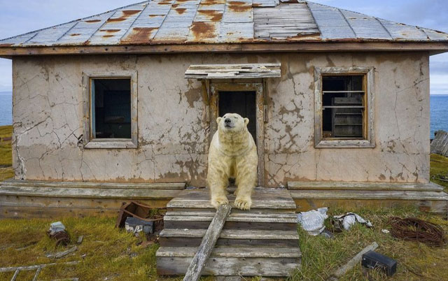 polarni medvedi bez doma