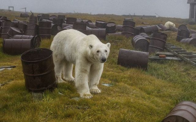 polarni medvedi bez doma