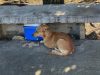 Pas čeka umrlog beskućnika