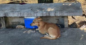 Pas čeka umrlog beskućnika