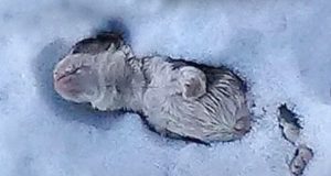 štene živo zakopano u snegu