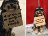 protest pasa protiv dosadnih stvari