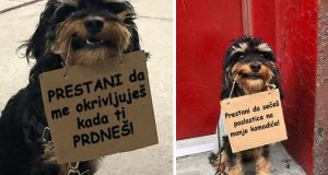 protest pasa protiv dosadnih stvari