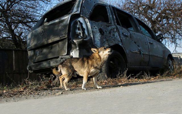 životinje žrtve rata u Ukrajini