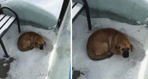 spasao smrznutog psa