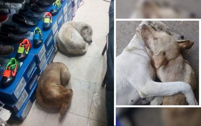 psi spavaju u prodavnici obuće