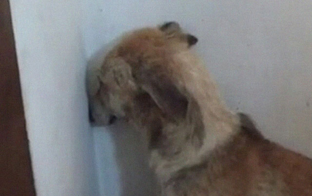 Pas koji gleda u zid