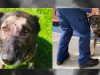 Policijski pas 5 puta proboden nožem