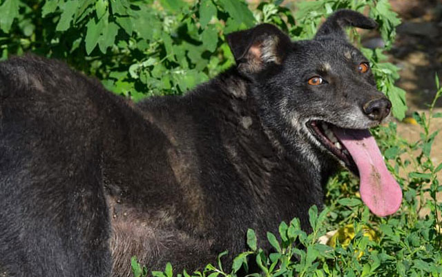 Crni Vasa je nevidljiv pas