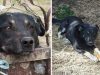 Crni Vasa je nevidljiv pas