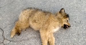 Ubijeno štene na ulici