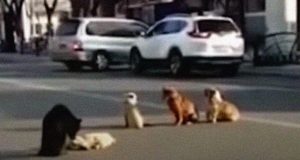 Psi na ulici čuvaju telo povreženog prijatelja