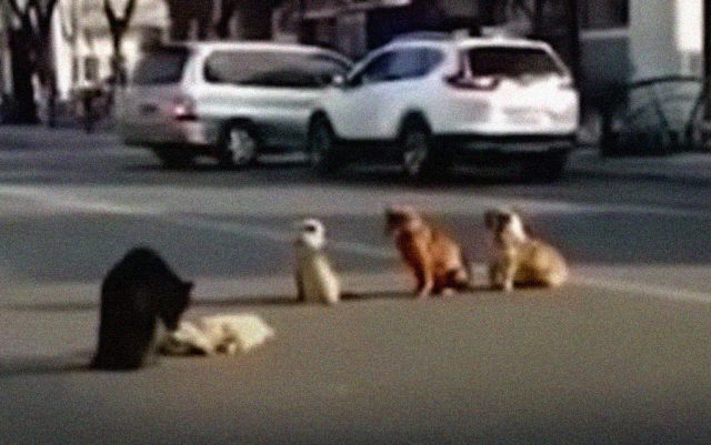 Psi na ulici čuvaju telo povreženog prijatelja