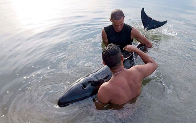Surferi drže bebu kita na površini vode