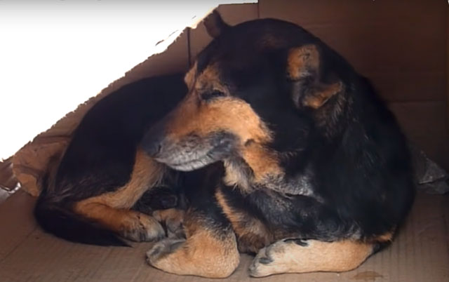 Ukrali psu jastuk