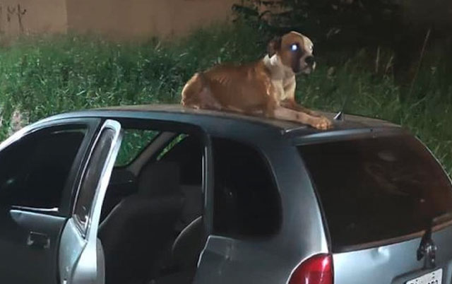 Pas čuvao ukraden automobil