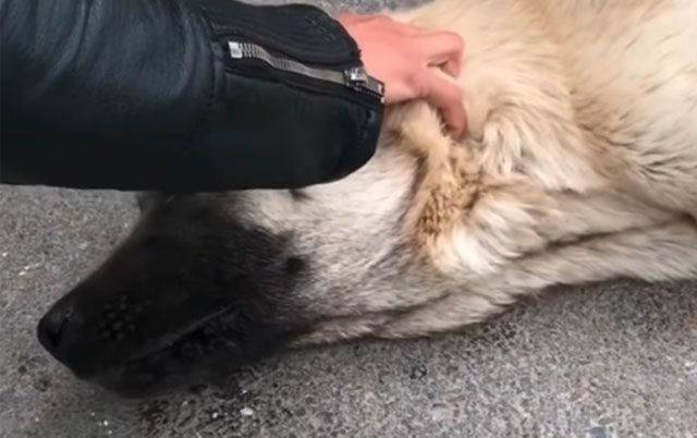 Mladić pomogao psu