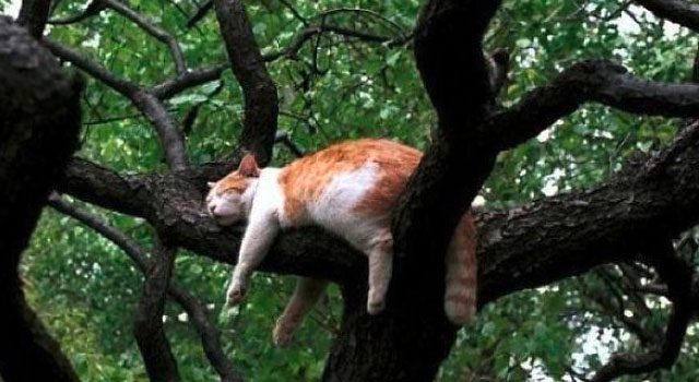 Mačke na drveću