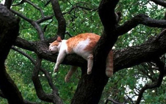 Mačke na drveću