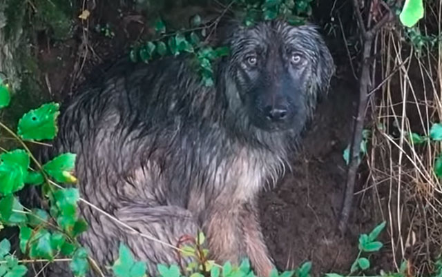 Pas na kiši čeka vlasnika