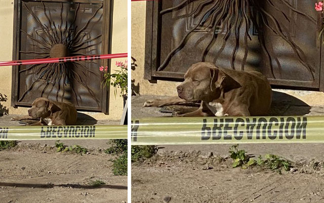 Pas čeka ubijenu novinarku