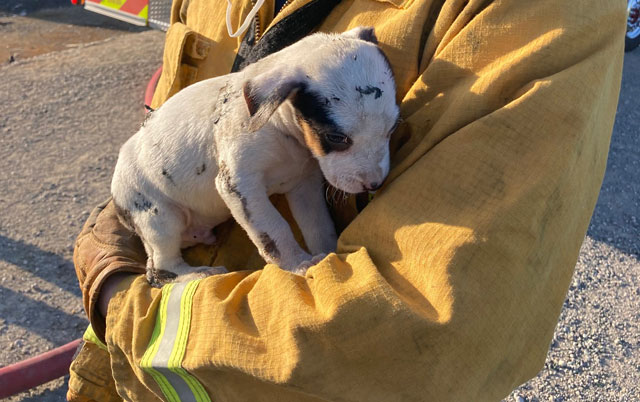 Vatrogasci spasli štene