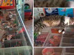 Mačke na frižideru