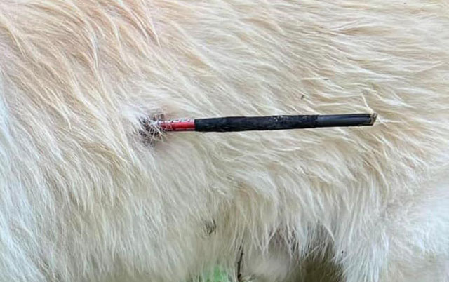 Pas pogođen strelom