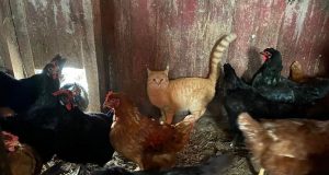 Mačak i prijatelji kokoške
