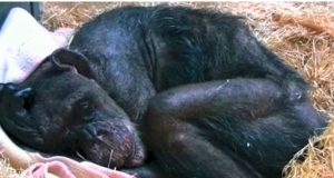 Šimpanza Mama na samrti