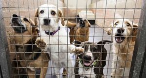 Peticija protiv legalizacije eutanazije zdravih pasa