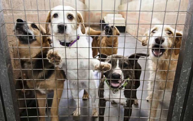Peticija protiv legalizacije eutanazije zdravih pasa