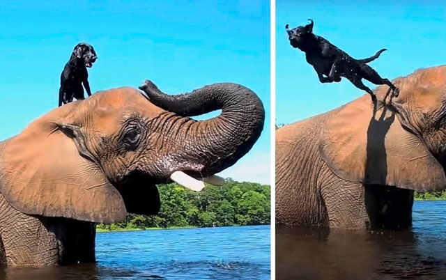 Pas i slon najbolji prijatelji